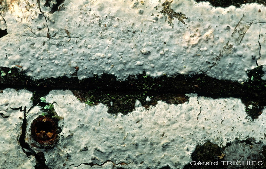 Macchie bianche su nocciolo (Exidiopsis calcea)